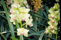 Orchid Show