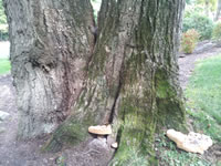 The lawn -- oldest tree on the property