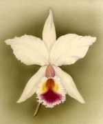 orchids
